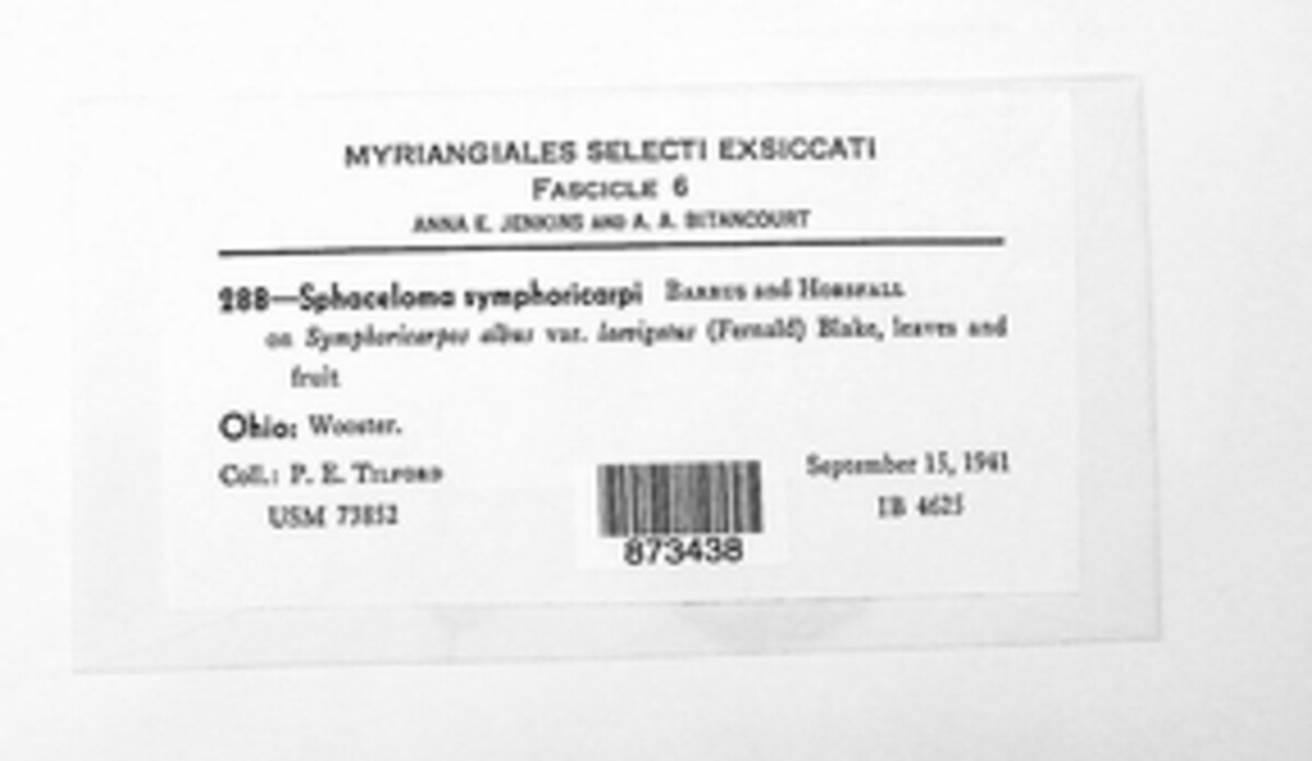 Sphaceloma symphoricarpi image